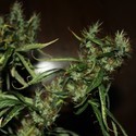 CBD Mango Haze (CBD Crew) feminized