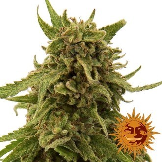 CBD Critical Cure (Barney's Farm) feminized