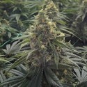 Desert Diesel (Humboldt Seed Organization) feminized