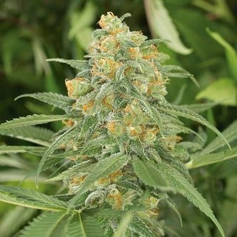 Green Crack (Humboldt Seeds) feminized