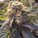 Lost Coast Hashplant (Humboldt Seed Organization) feminized