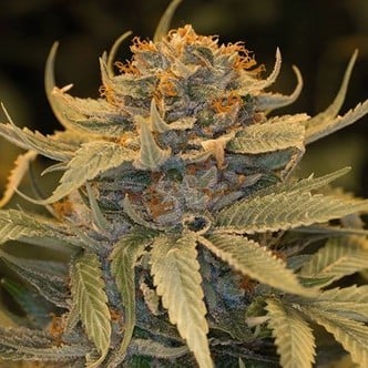 Lost Coast OG (Humboldt Seeds) feminized