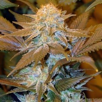 Critical HOG (T.H. Seeds) feminized