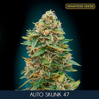 Auto Skunk 47 (Advanced Seeds) feminized