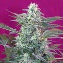 Big Foot (Sweet Seeds) feminized