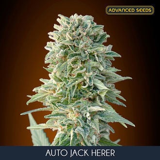 Auto Jack Herer (Advanced Seeds) feminized