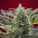 Cream 47 (Sweet Seeds) feminized