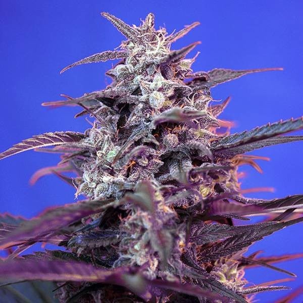 Bloody Skunk Auto (Sweet Seeds) - Zamnesia