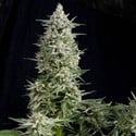 Amnesia Gold (Pyramid Seeds) feminized