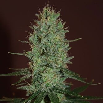 Amnesia Haze (Expert Seeds) feminized