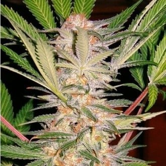 S.A.D. S1 (Sweet Seeds) feminized