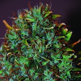 Expert Haze (Expert Seeds) feminized