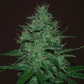Amnesia Haze Auto (Expert Seeds) feminized