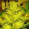 Caramella Auto (Expert Seeds) feminized