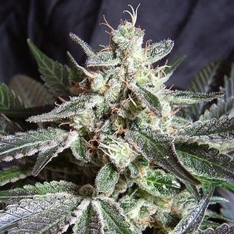 Black Jack (Sweed Seeds) feminized