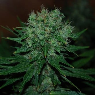 Blue Cheese Auto (Expert Seeds) feminized