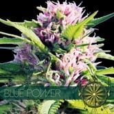 Blue Power (Vision Seeds) feminized