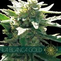 La Blanca Gold (Vision Seeds) feminized