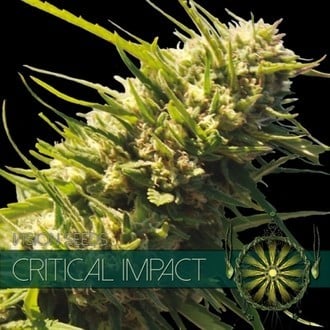 Critical Impact (Vision Seeds) feminized