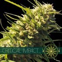 Critical Impact (Vision Seeds) feminized