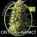 Critical Impact (Vision Seeds) feminized