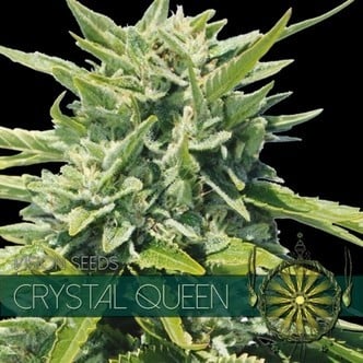 Crystal Queen (Vision Seeds) feminized