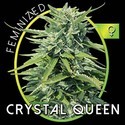 Crystal Queen (Vision Seeds) feminized