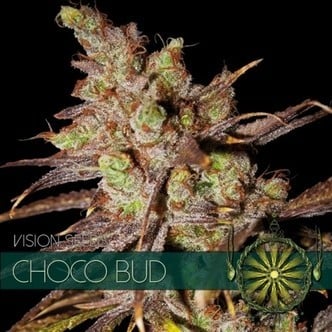 Choco Bud (Vision Seeds) feminized