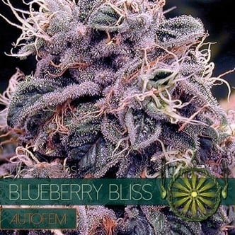 Blueberry Bliss Autoflowering (Vision Seeds) feminized