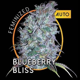 Blueberry Bliss Autoflowering (Vision Seeds) feminized