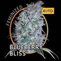 Blueberry Bliss Autoflowering (Vision Seeds) feminized