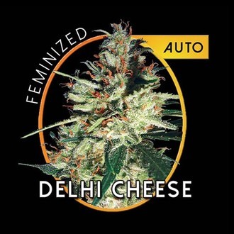 Delhi Cheese Autoflowering (Vision Seeds) feminized