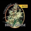 Delhi Cheese Autoflowering (Vision Seeds) feminized