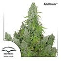 Auto Ultimate (Dutch Passion) feminized