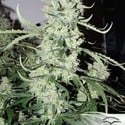 Auto Ultimate (Dutch Passion) feminized