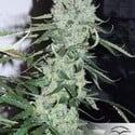 Auto Ultimate (Dutch Passion) feminized