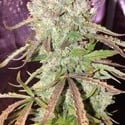 Auto Ultimate (Dutch Passion) feminized