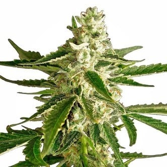 White Diesel Haze Automatic (White Label) feminized