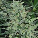 Malawi (ACE Seeds) feminized