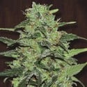 Malawi (ACE Seeds) feminized