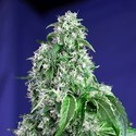 Big Devil - F1 Fast Version (Sweet Seeds) feminized