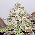 Mendocino x Purple Kush (Medical Seeds) feminized