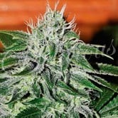 Critical Jack Herer (Delicious Seeds) feminized