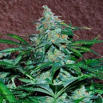 Amnesia Ryder Automatic (World of Seeds) feminized