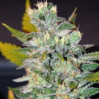 Space (World of Seeds) feminized