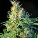 Psicodelicia (Sweet Seeds) feminized