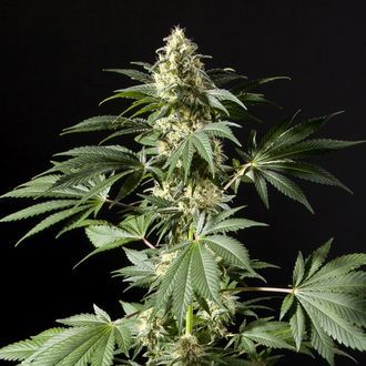 Black Bomb (Philosopher Seeds) feminized