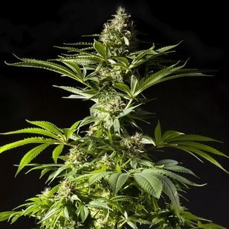 Tropimango (Philosopher Seeds) feminized