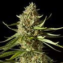 Amnesika 2.0 (Philosopher Seeds) feminized