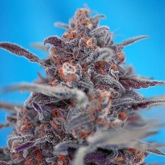 Devil Cream Auto (Sweet Seeds) feminized